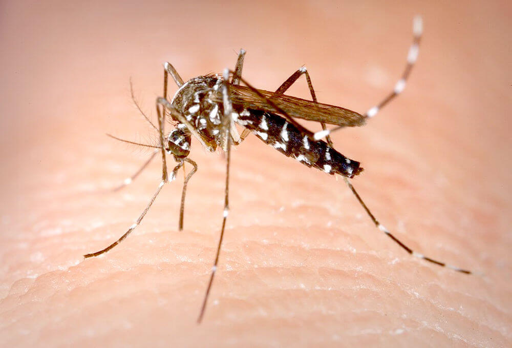新加坡的蚊子有毒！骨痛热症红区增至3个！解开骨痛热症三大误区！-热点新加坡