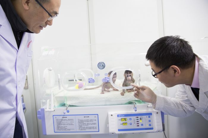 中国科学家突破世界难题，体细胞克隆猴培育成功-热点新加坡