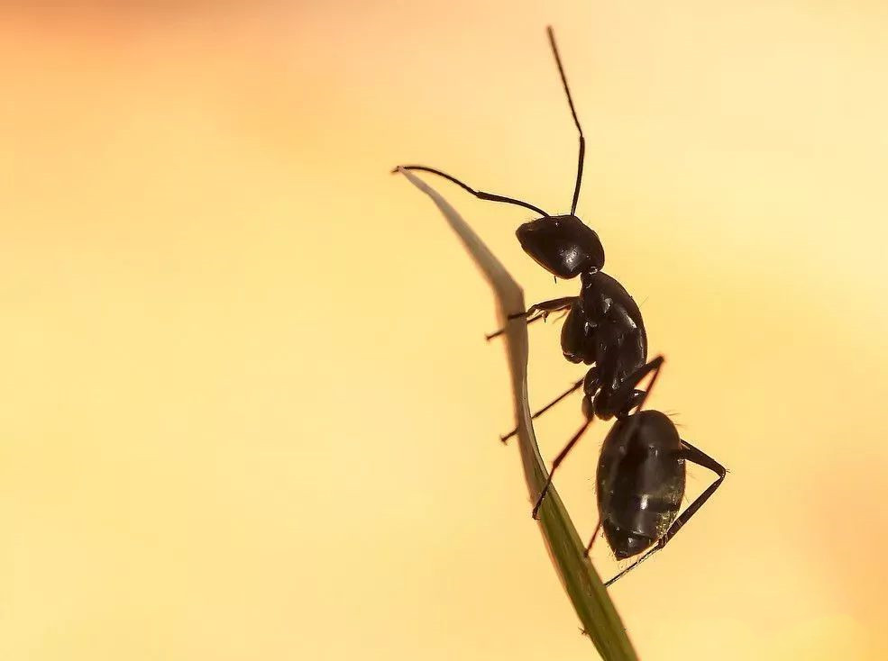 新加坡超市惊现爬满蚂蚁的芒果干 教你如何展开灭蚁行动！-热点新加坡
