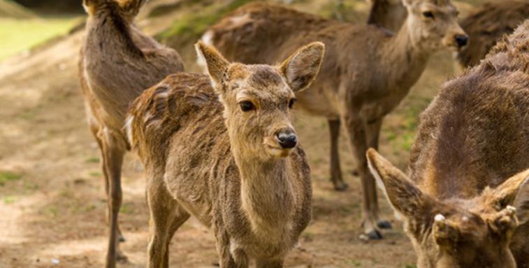 喂鹿需谨慎！去年4月至今年1月 共有209人被日本奈良公园鹿咬伤或撞伤-热点新加坡