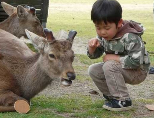 喂鹿需谨慎！去年4月至今年1月 共有209人被日本奈良公园鹿咬伤或撞伤-热点新加坡